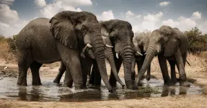 Zakouma National Park