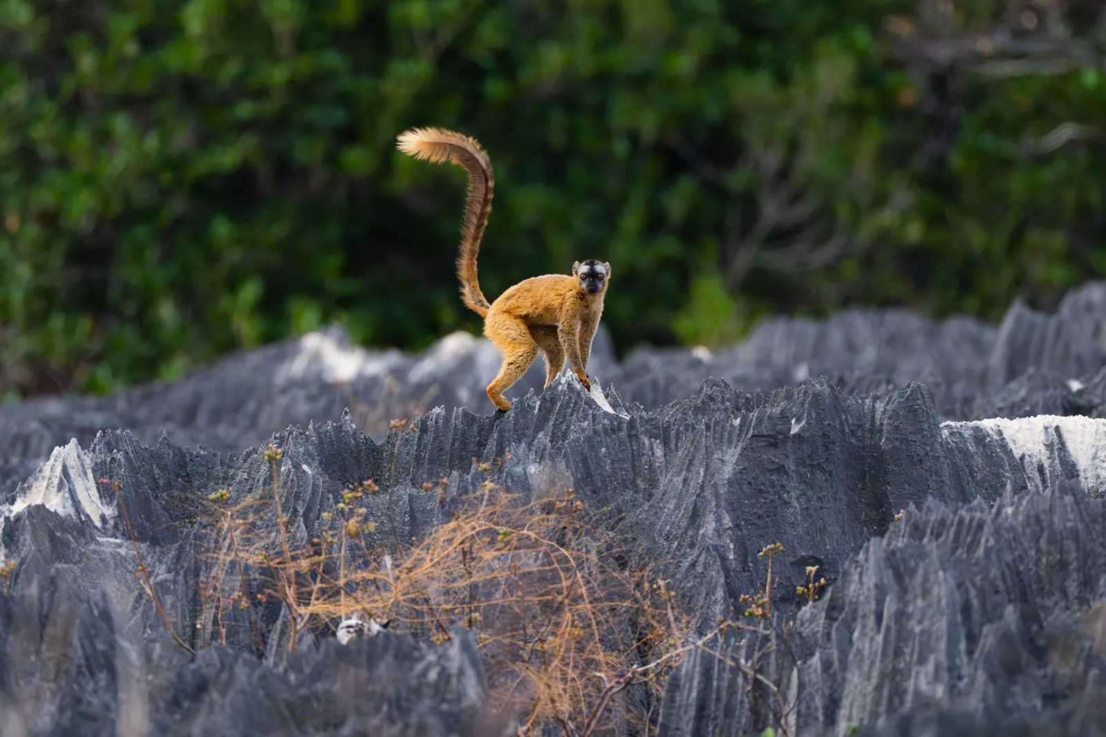 Wild Madagascar