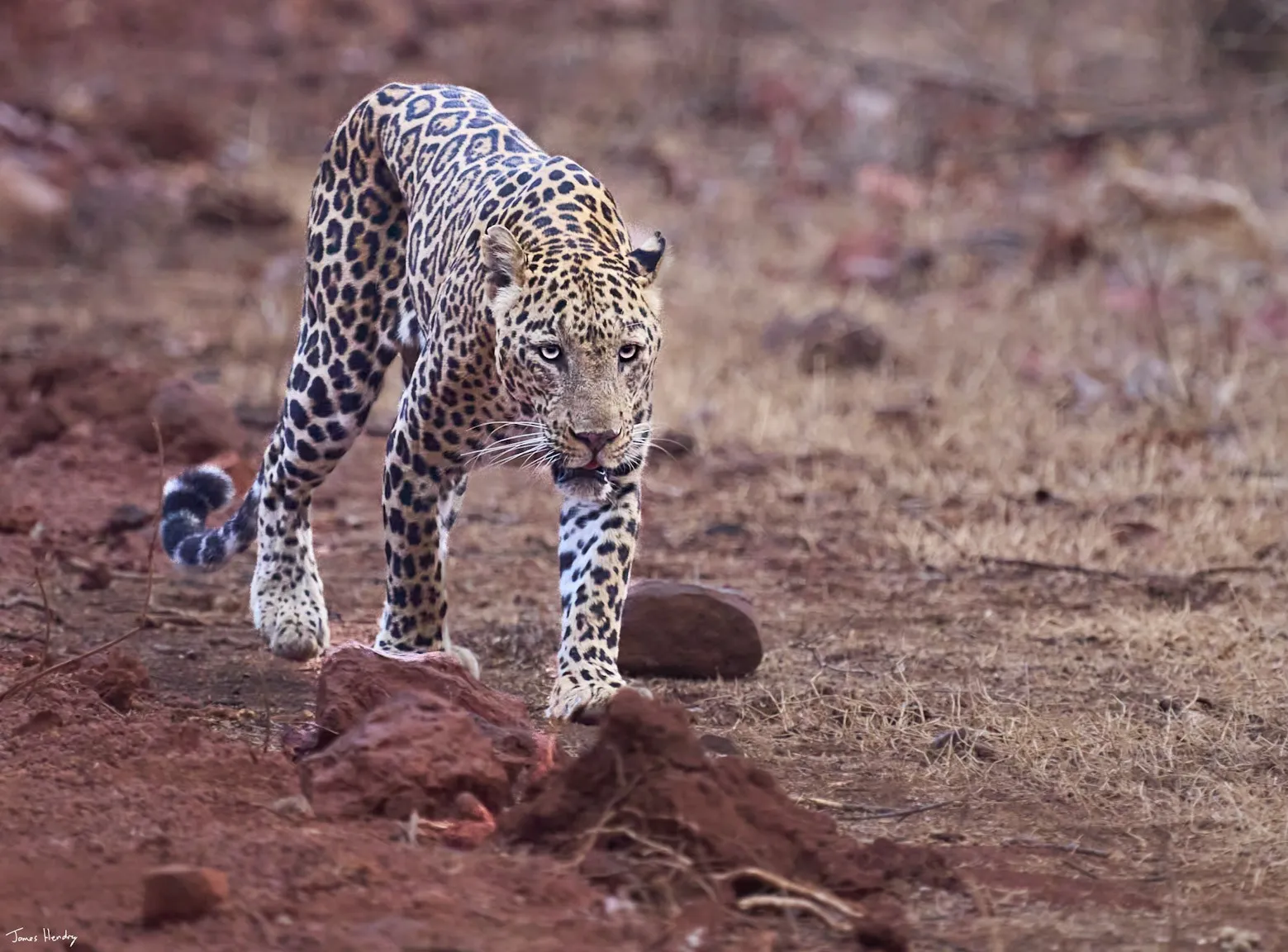The Great Indian Safari