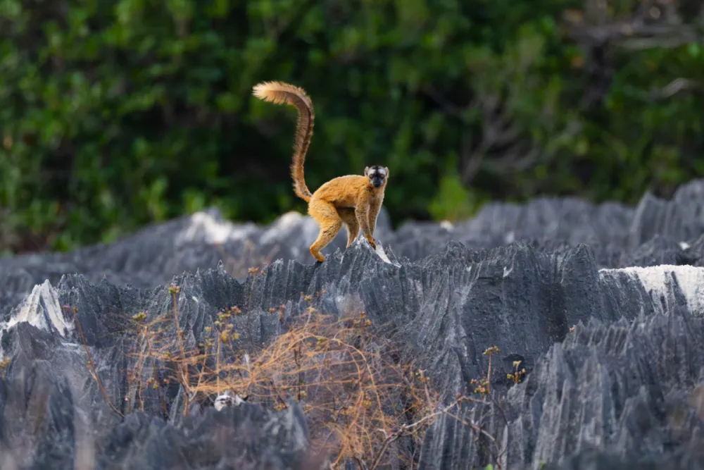 Wild Madagascar