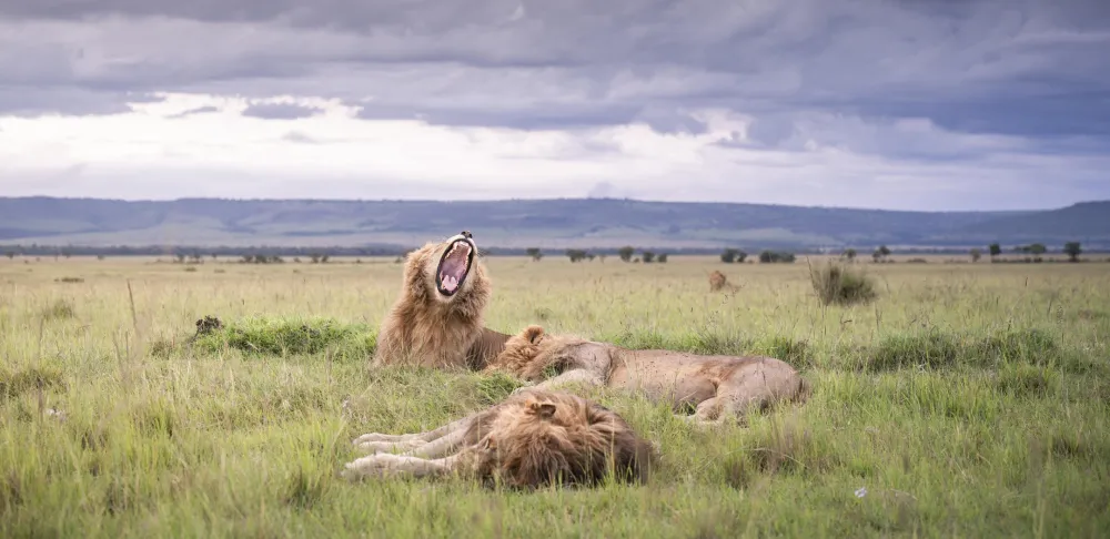 The Best of Kenya