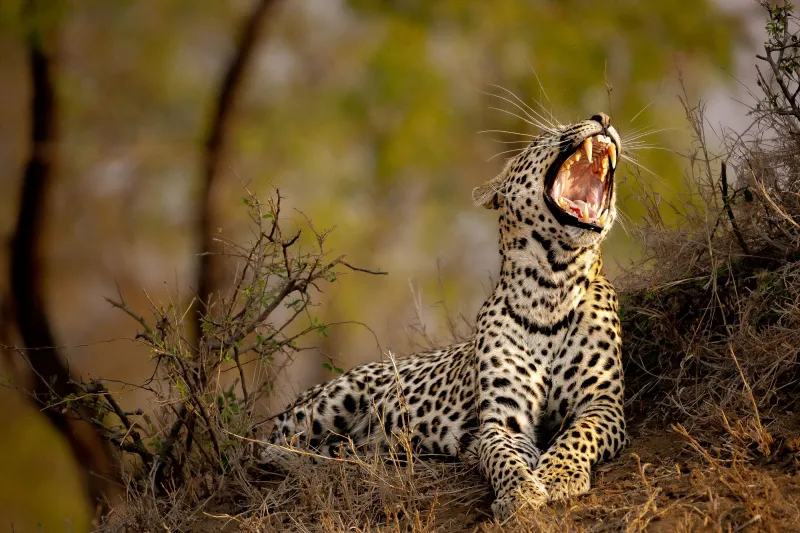 Meet the Leopards of the Sabi Sand