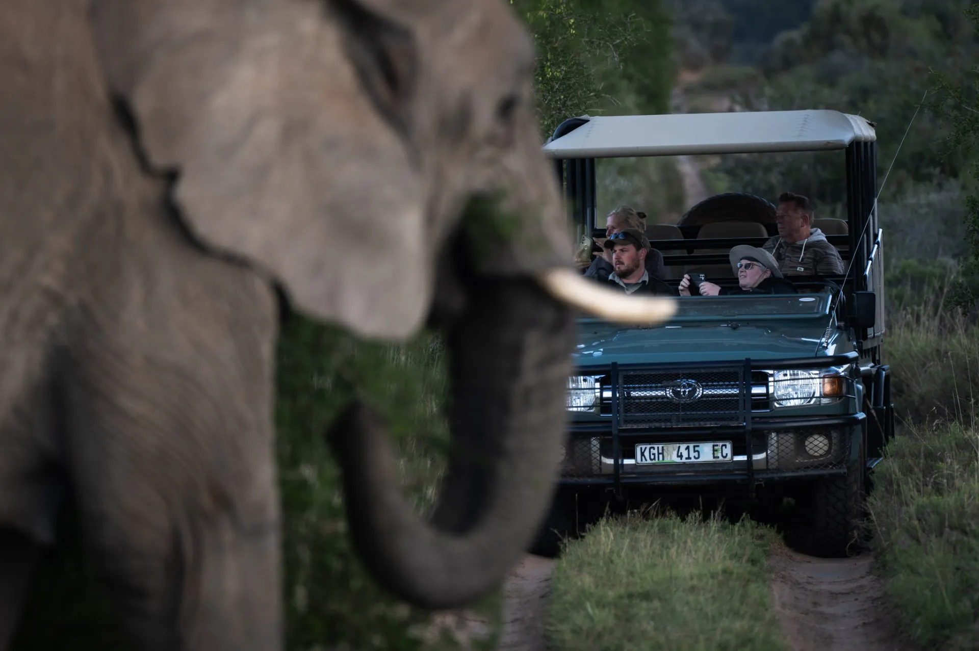 Guided Safaris