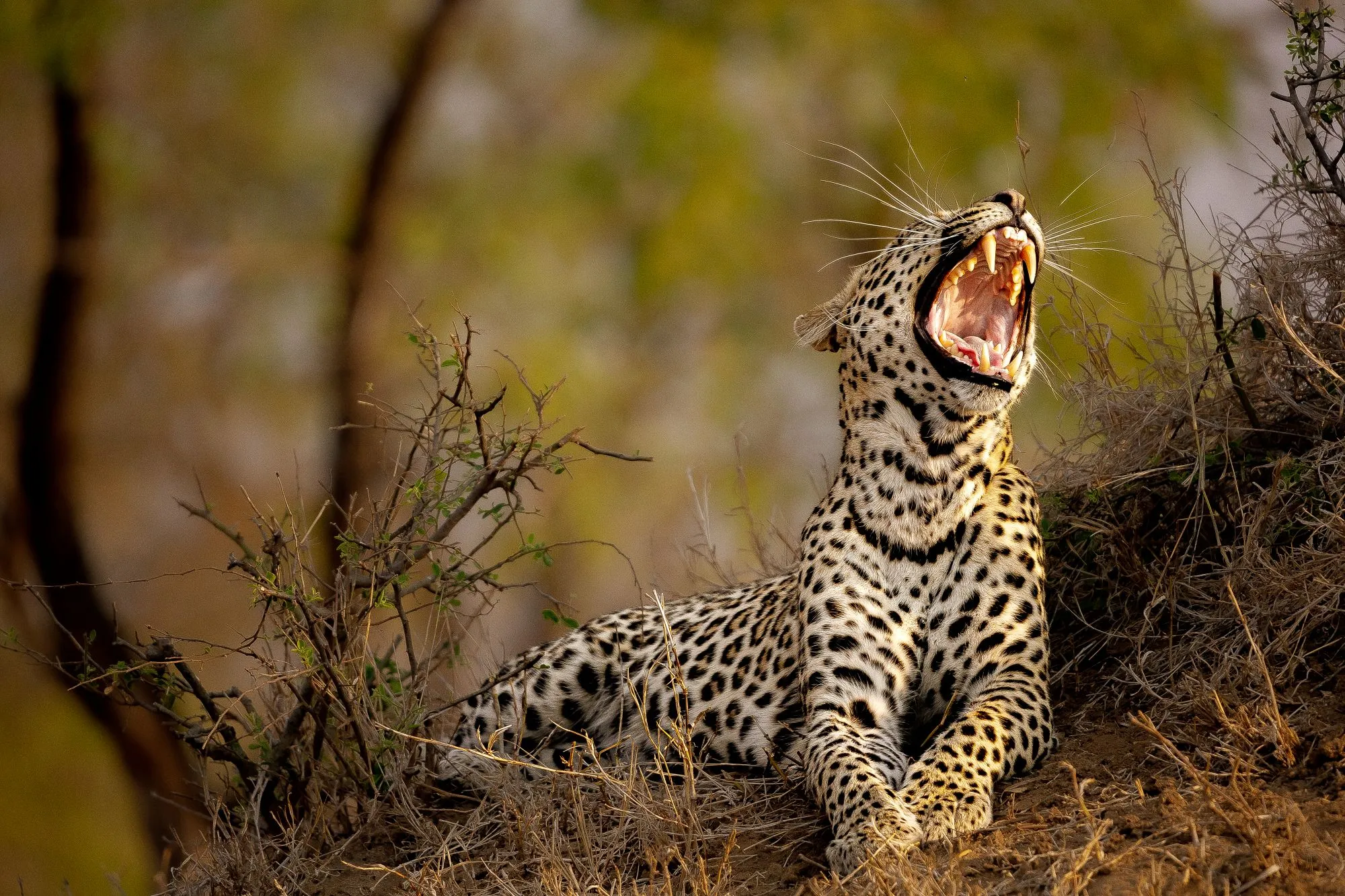 Meet the Leopards of the Sabi Sand