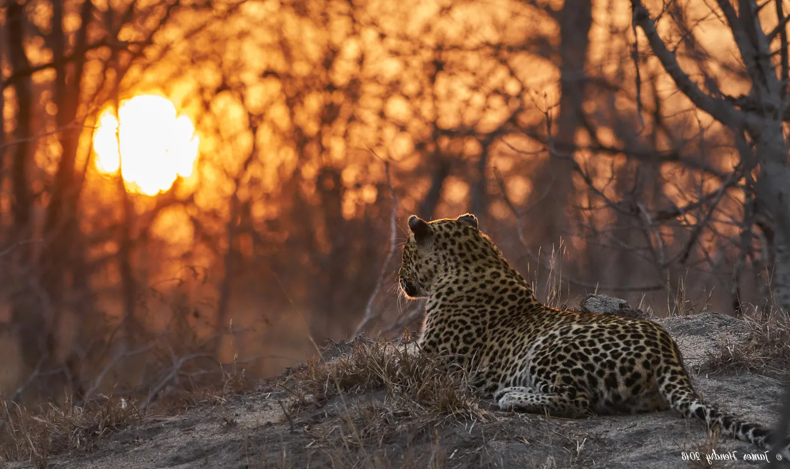Meet the Leopards
