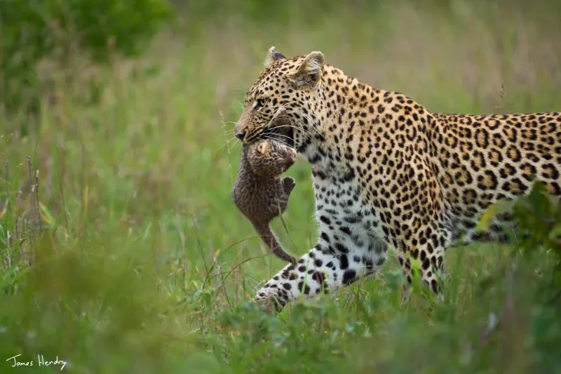 What Is the Best Time of Year to Visit the Sabi Sand Nature Reserve?