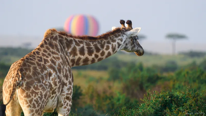How to choose a tailor-made safari operator
