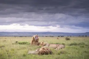 The Best of Kenya