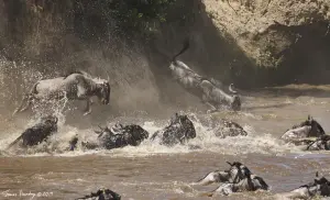 The Ultimate Kenya Migration Safari