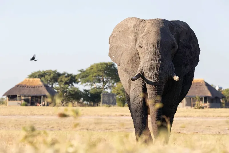 Into Wildest Zimbabwe - A Hwange Expedition