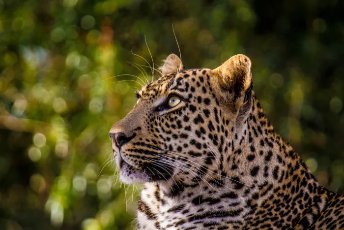 WildEarth Travel Private Guide