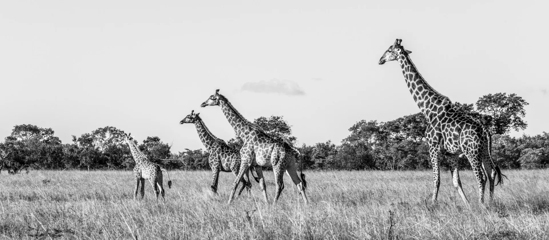 The WildEarth Travel journal