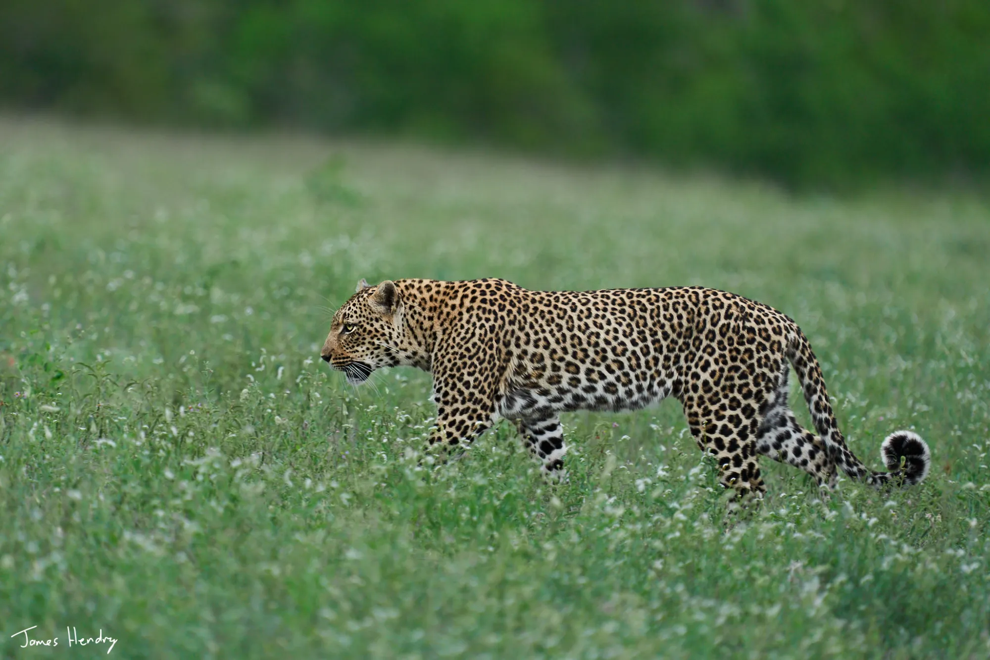 The Legacy Tour 2026: Four days of safari magic