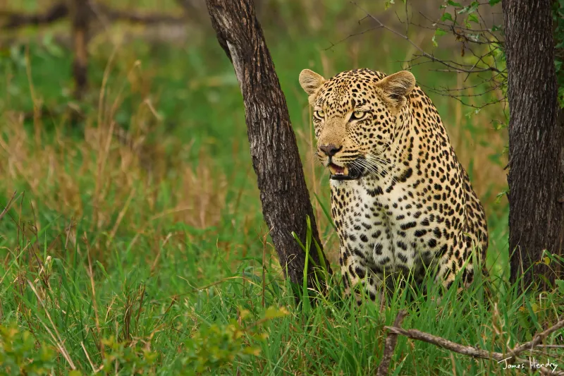 The Legacy Tour 2026: Four Days of Safari Magic
