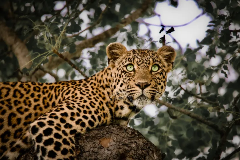 Predators in a drying climate: what does it mean for big cats?