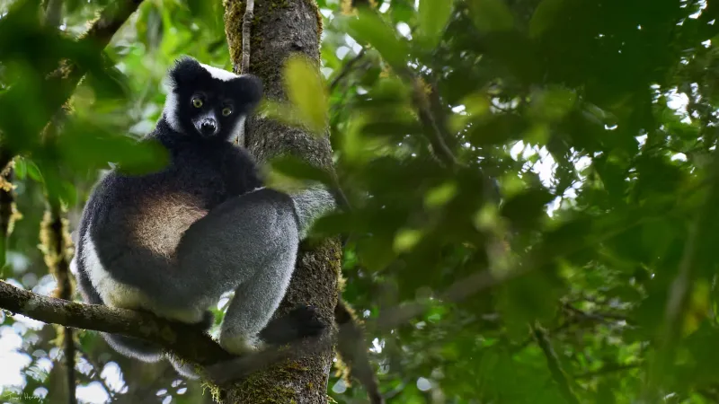 Madagascar - land before and after time
