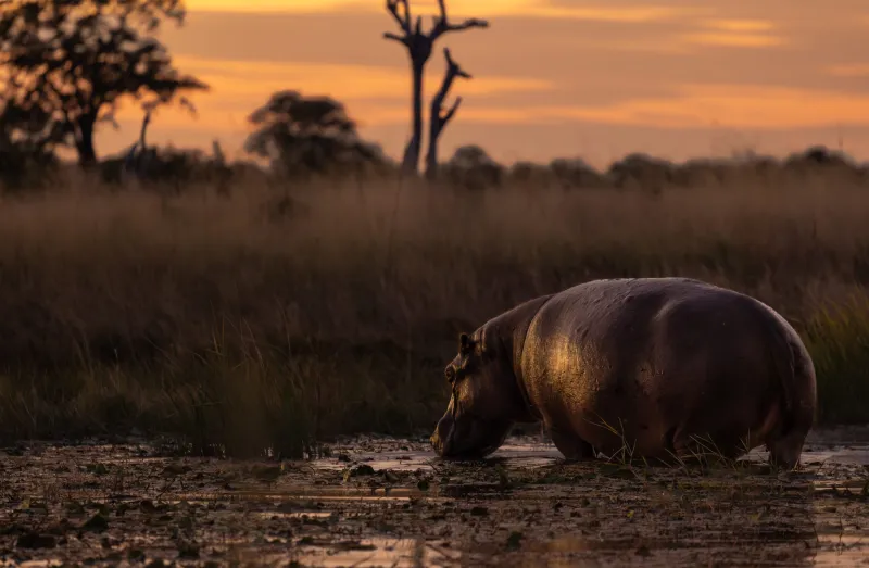 Seasonal Safari Spectacles in Zimbabwe