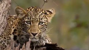 Meet the Leopards