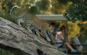 An Expedition into the Okavango Delta
