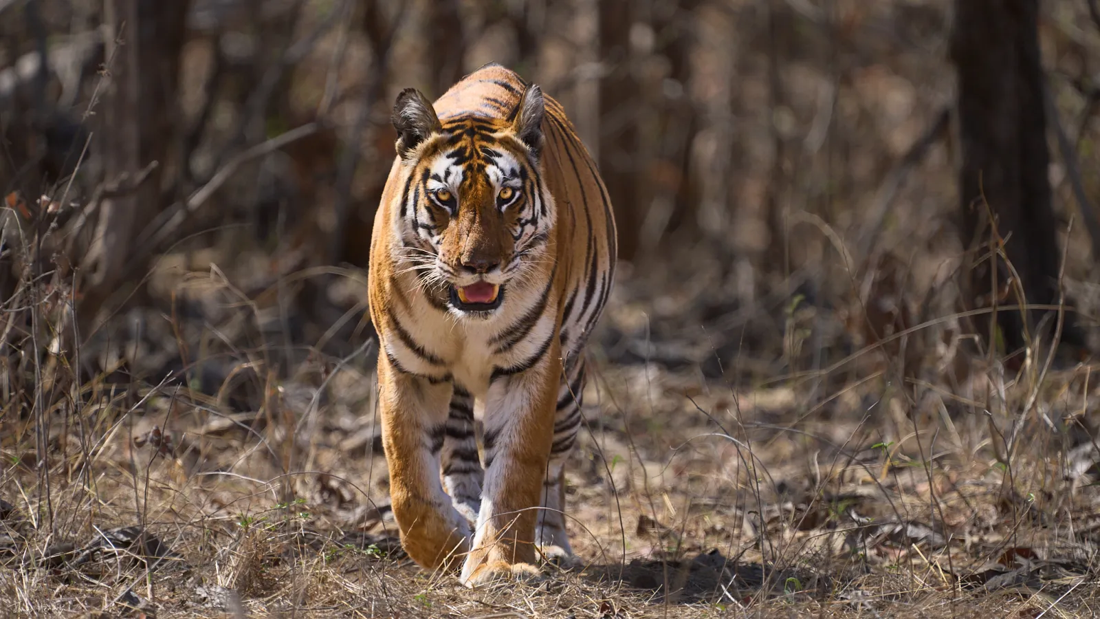 Taj & Tiger Safari