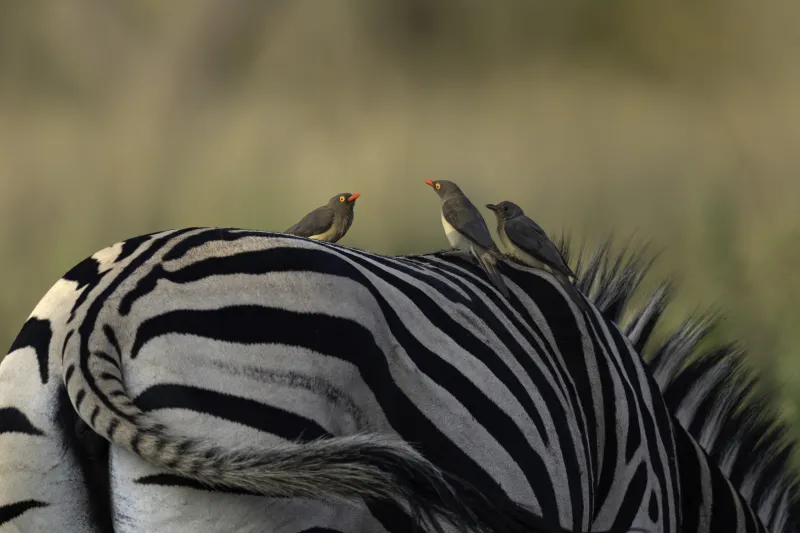 Welgevonden Game Reserve: A Premier Birding Safari Destination